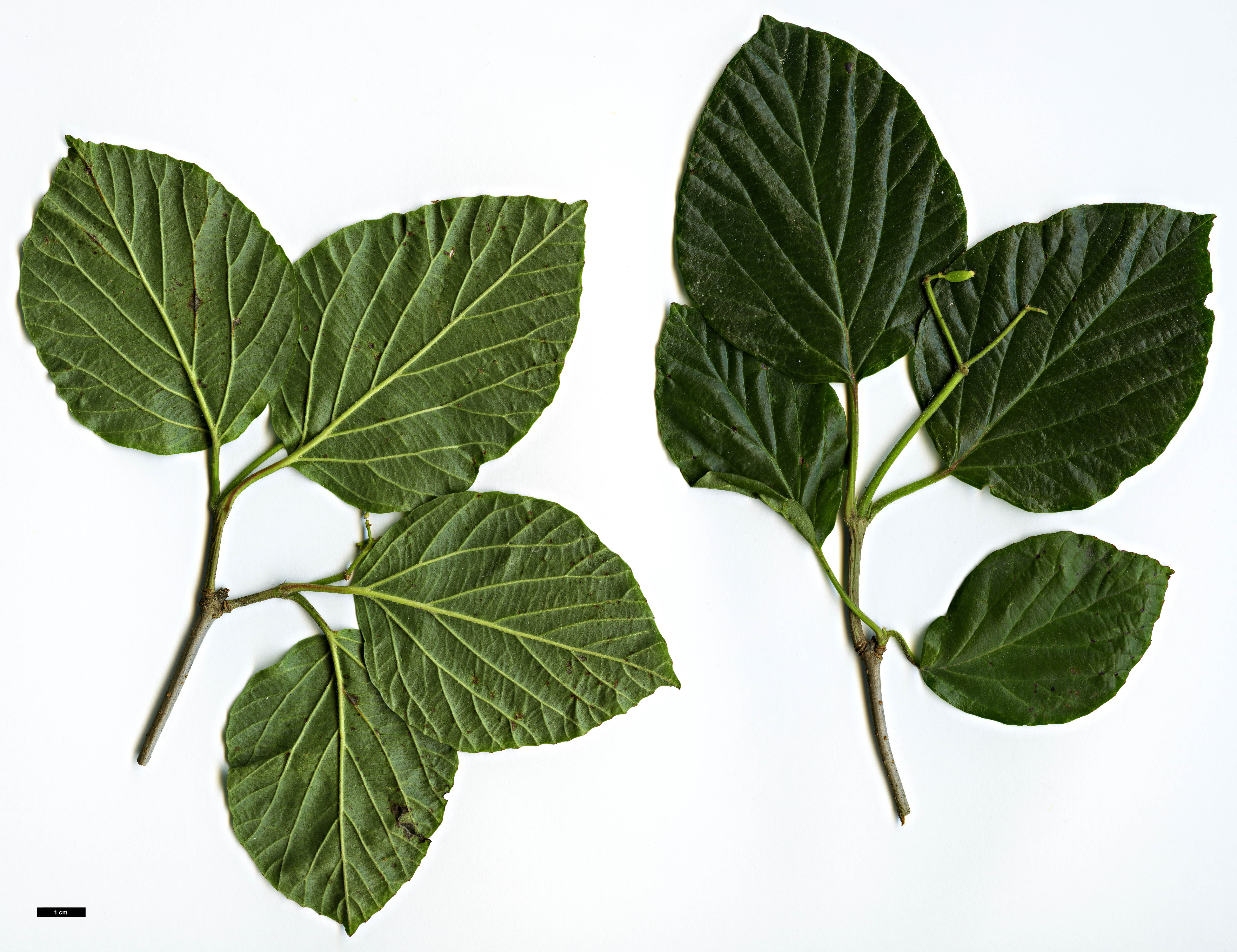 High resolution image: Family: Adoxaceae - Genus: Viburnum - Taxon: 'Chippewa' (V.dilatatum × V.japonicum)